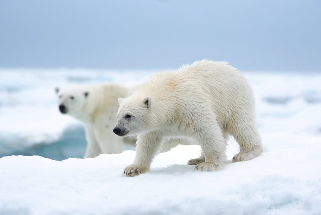 "Polar Bear"