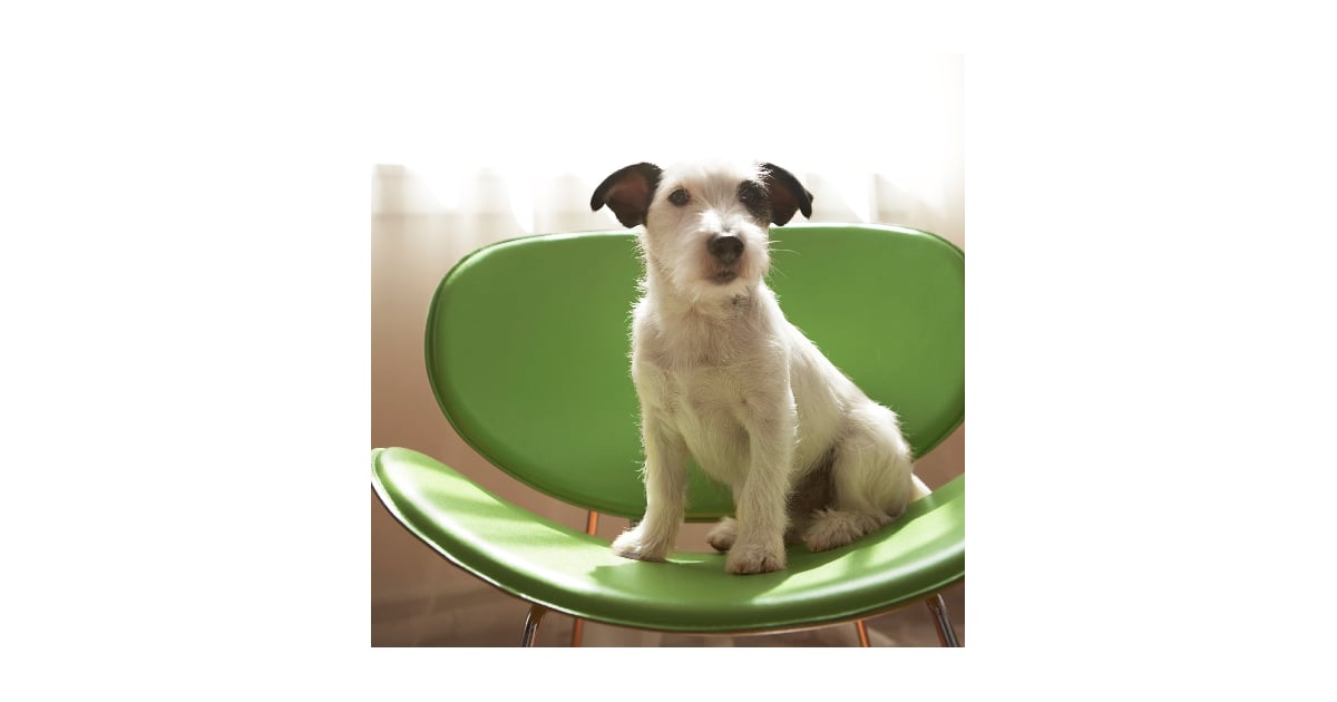 Pictures of Common Ear Shapes For Dogs POPSUGAR Pets