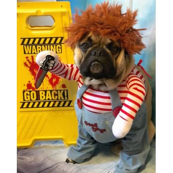 This French Bulldog Wins Halloween With His Chucky Costume PS UK Pets