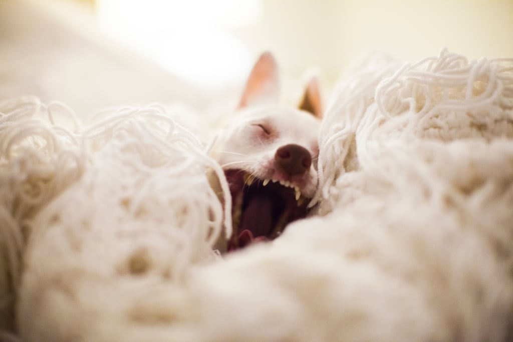 This Chihuahua mix, who is deeply embedded in a blanket.