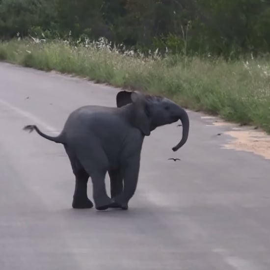 Baby Elephant Playing With Birds | Video