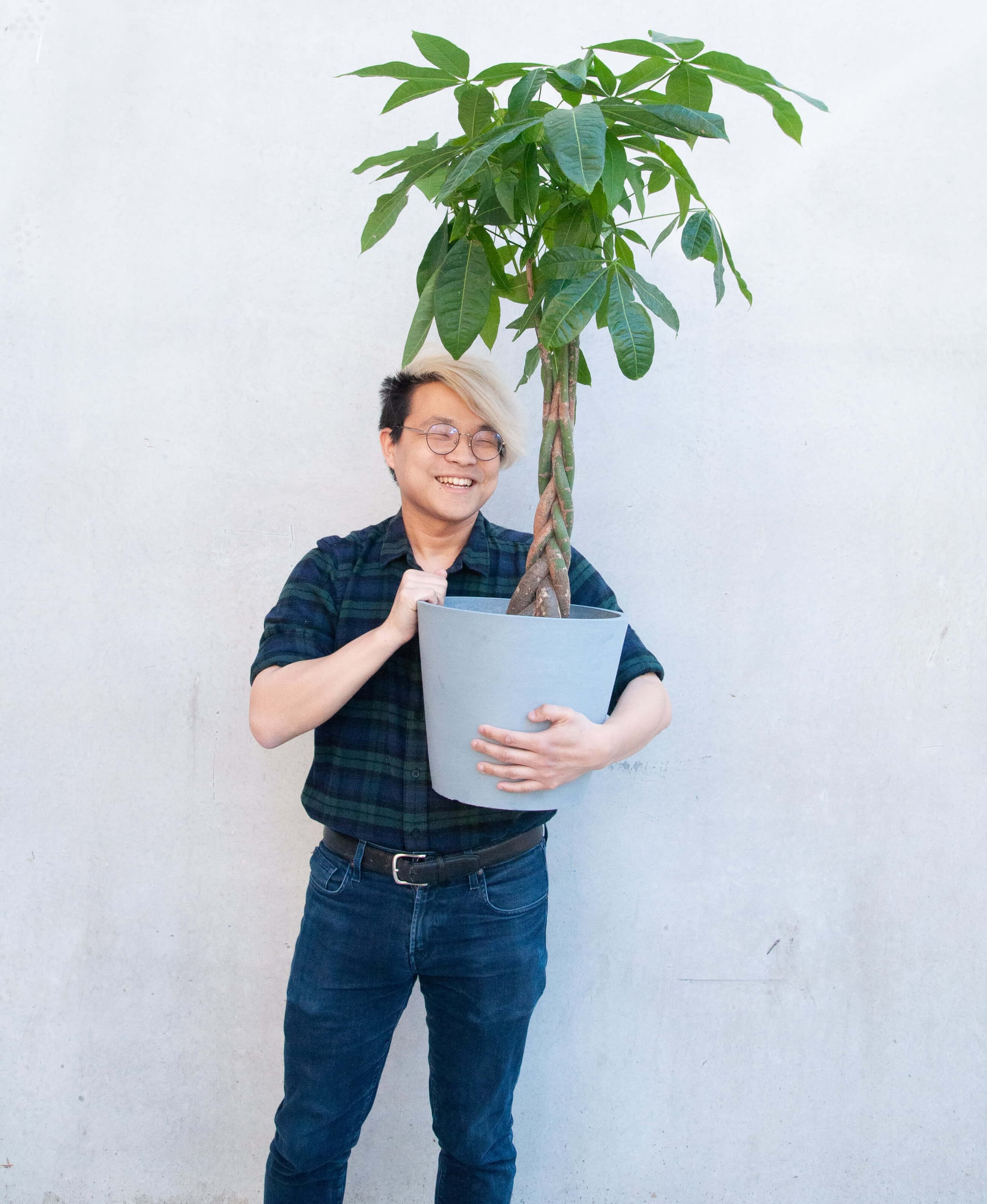 Where can i buy a money tree plant deals