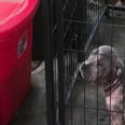 Shelter Puppy Is Overjoyed When Her Firefighter Rescuer Comes to Visit