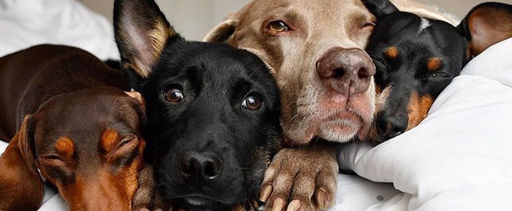 Cute Photos of Foster Dogs