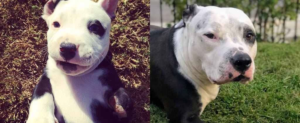What It Was Like to Adopt a Three-Legged Puppy