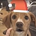 Animated Holiday Cards of Dog