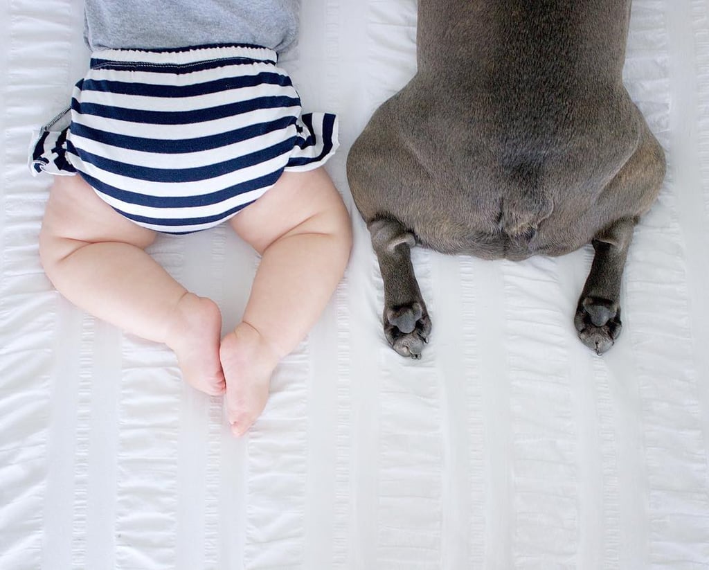 Pictures of French Bulldogs and Babies