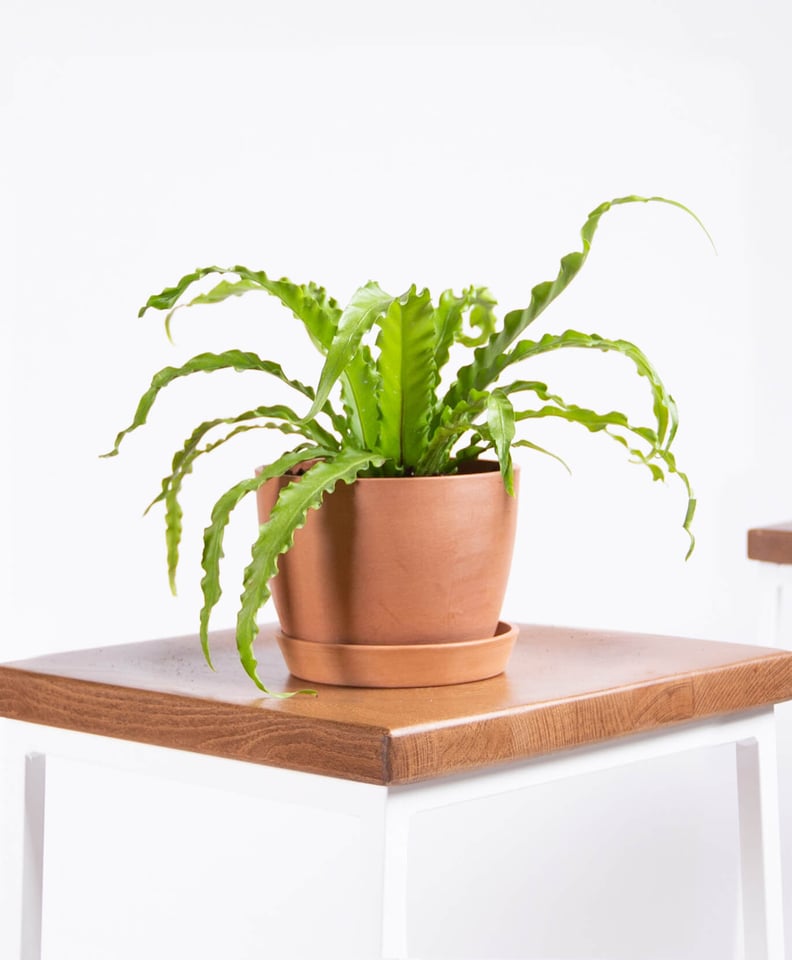 Potted Bird's Nest Fern Indoor Plant, Crow's Nest Fern