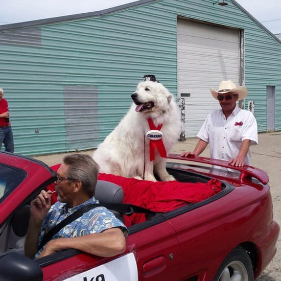 Dog Elected Mayor of Cormorant Township‬, Minnesota