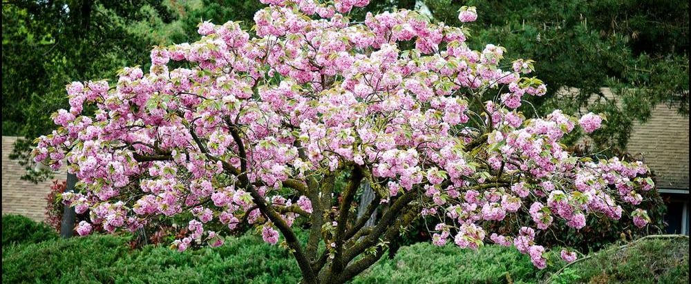 Home Depot Is Selling Cherry Blossom Trees For as Low as $39, So We'll Take 2