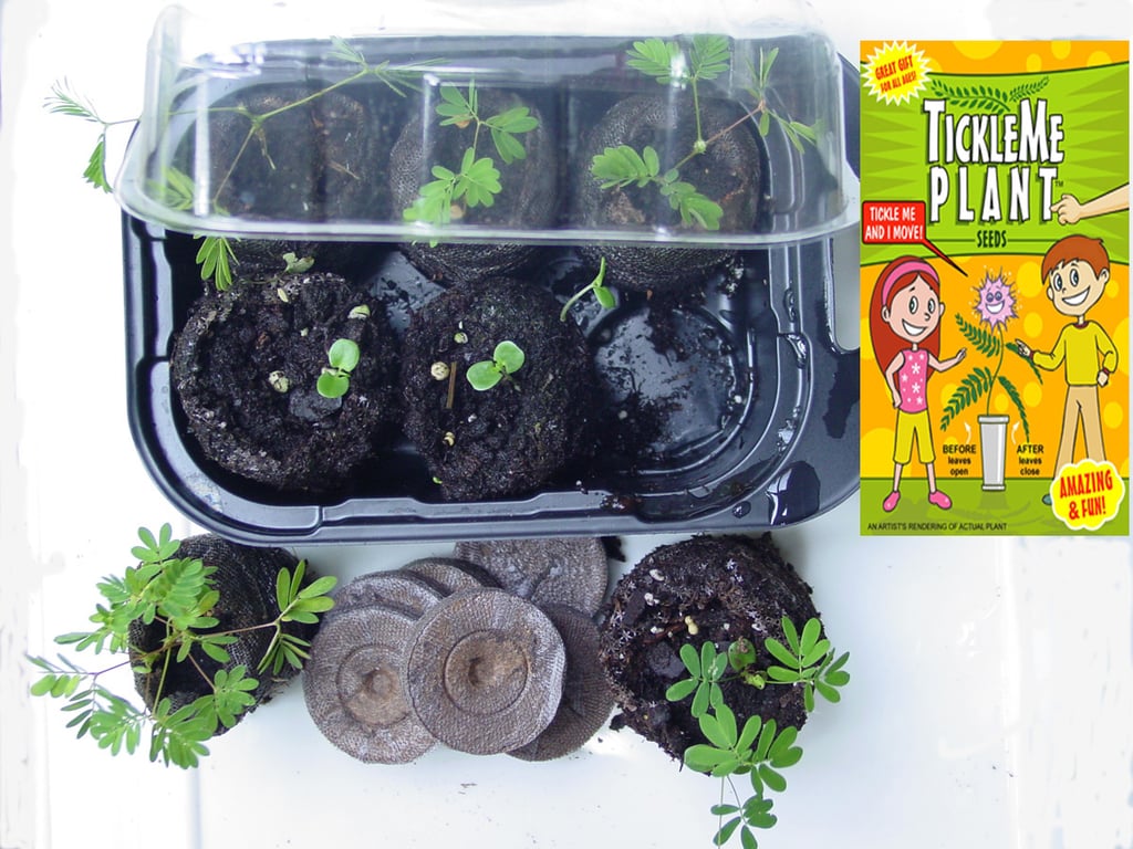 Tickle Me Plant Grow Kit