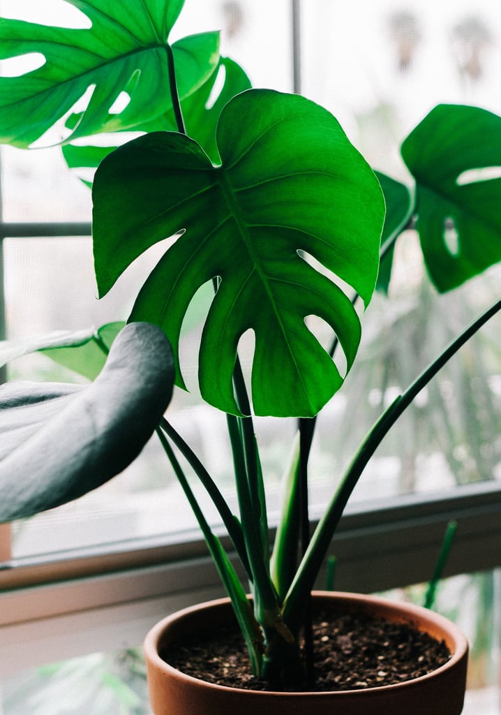 PS: How can I get it to grow those huge, beautiful leaves they are so known for?