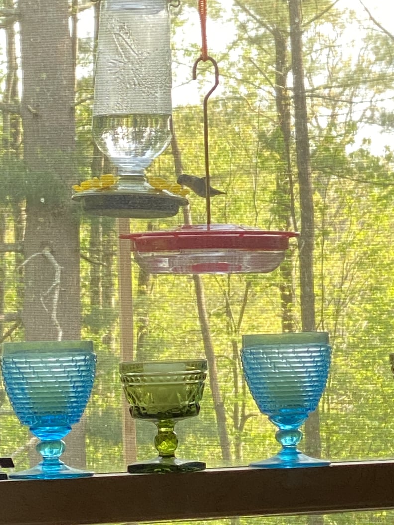 Primary Food: Hummingbirds