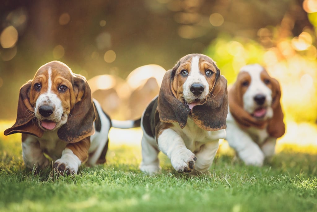 Cute Pictures of Basset Hounds