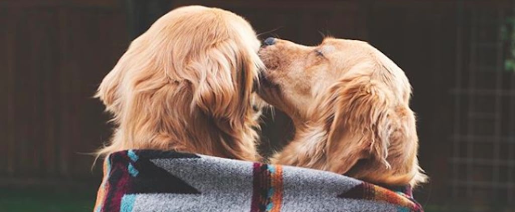 Photos of 2 Golden Retriever Best Friends