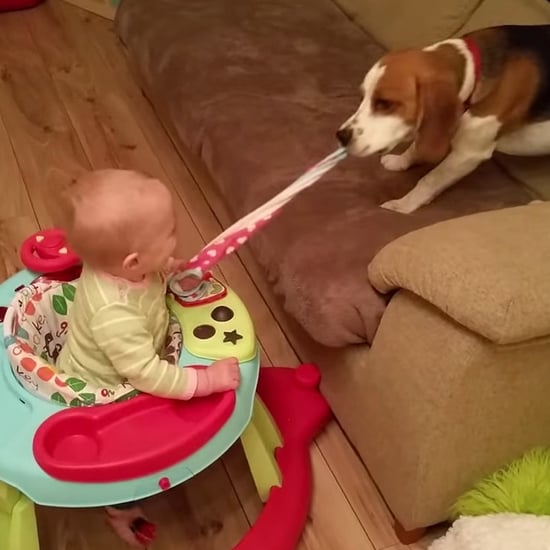 Baby and Dog Tug-of-War Video