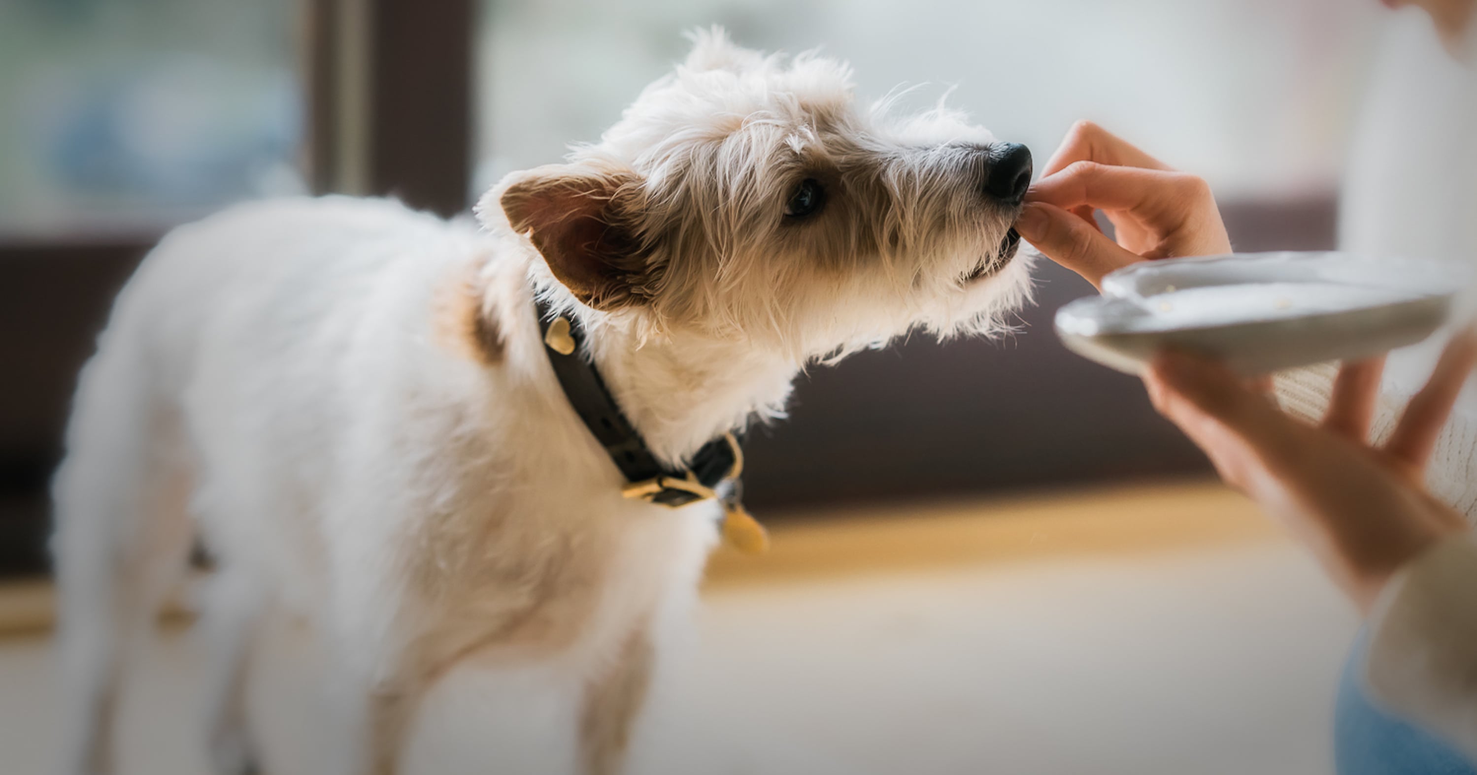 Should I Feed My Dog Homemade Food? POPSUGAR Pets