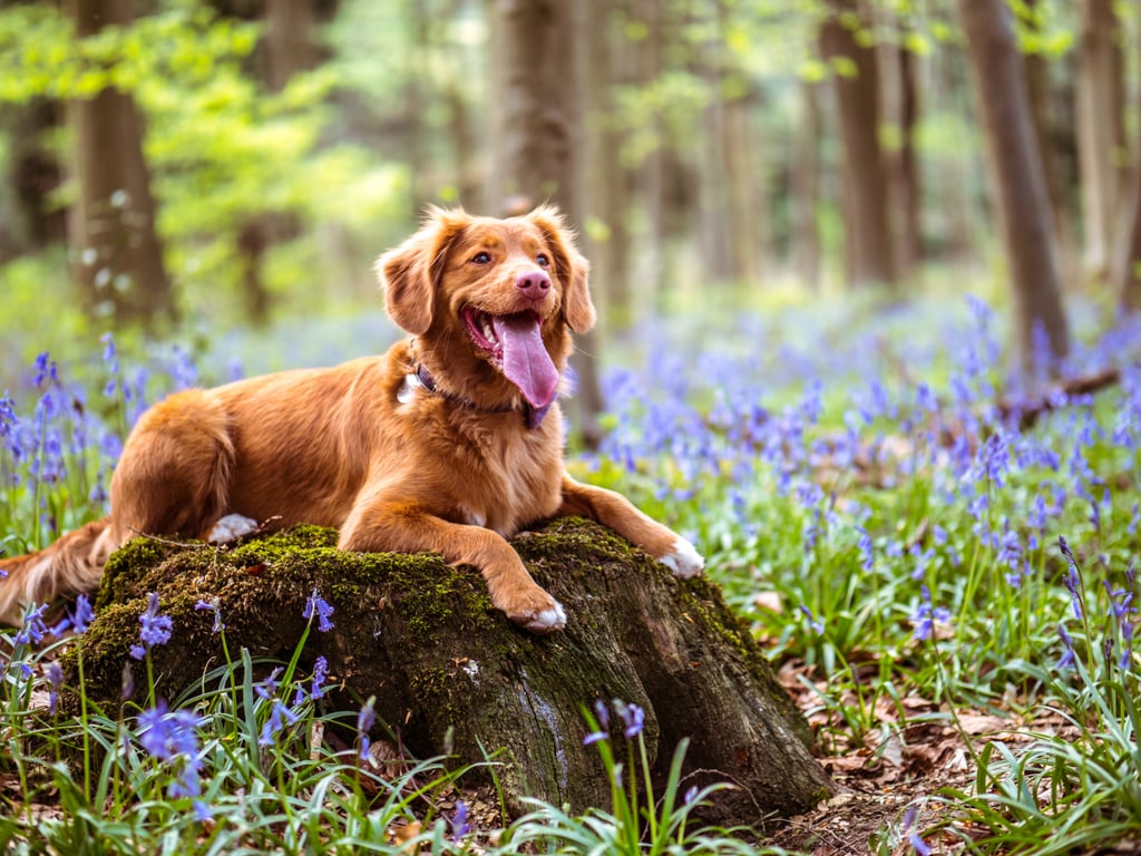 30+ Pretty Photos of Spring to Remind You That It's Coming!