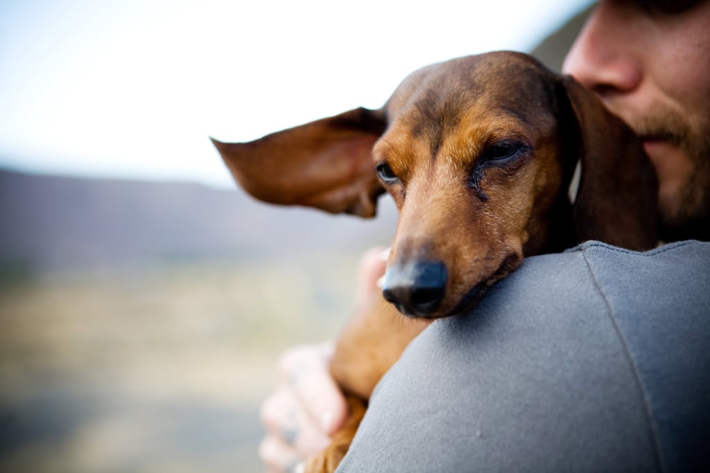 Cutest Dachshund Photos