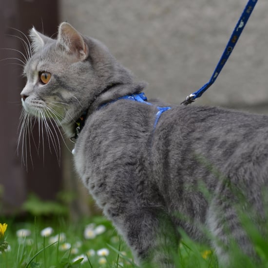 How to Walk Your Cat