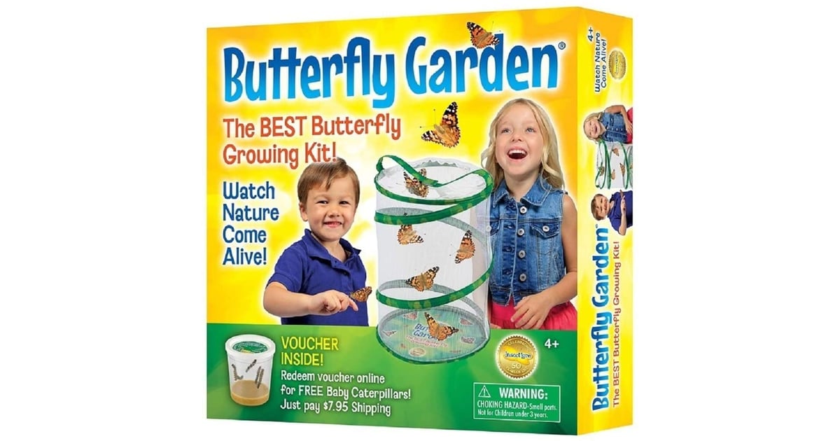 Insect Lore Butterfly Growing Kit Bestselling Toys, Games, and Crafts