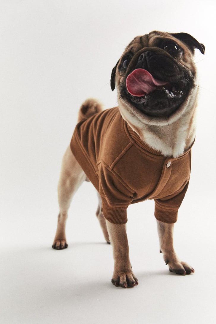 Sweatshirt Zara Pet Collection POPSUGAR UK Pets Photo 2