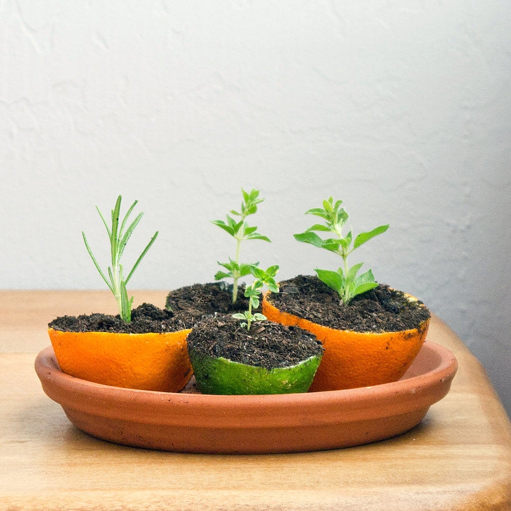 Grow an Herb Garden
