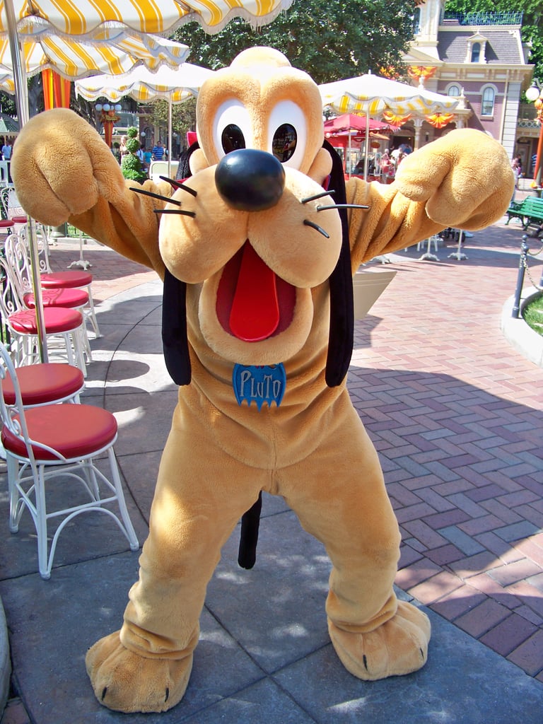 Are Dogs Allowed at Disney World Resorts? POPSUGAR Smart Living