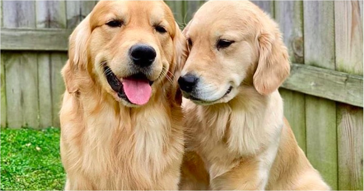 2 golden retrievers on sale