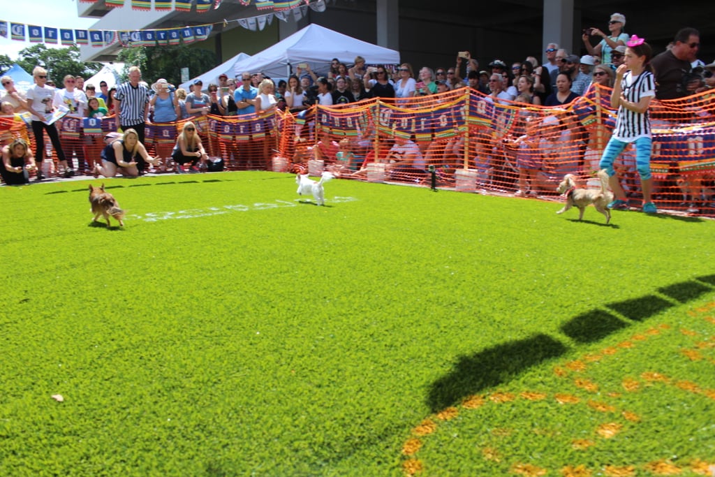 Running of the Chihuahuas in Winter Park, FL POPSUGAR Pets Photo 23