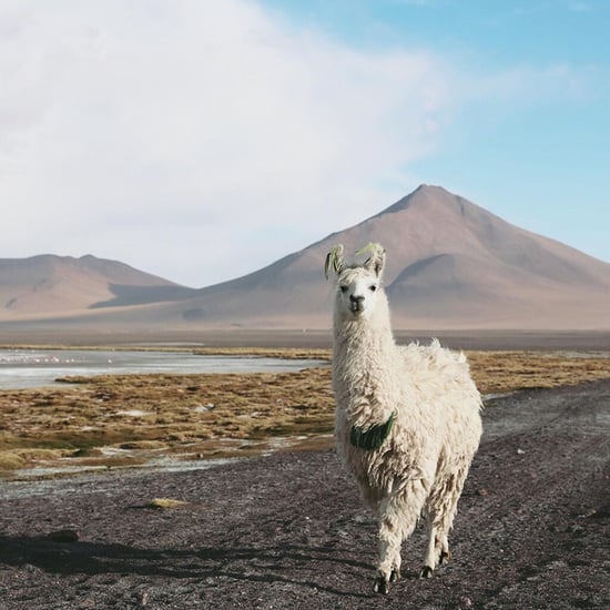 Photo of Llama in Bolivia