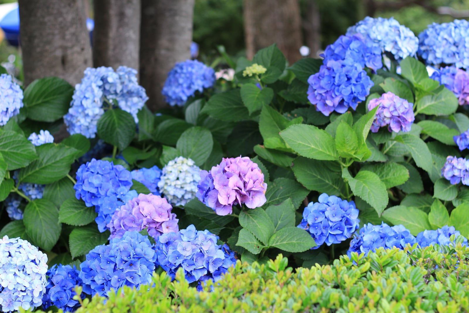 How To Change The Color Of Hydrangeas Popsugar Home