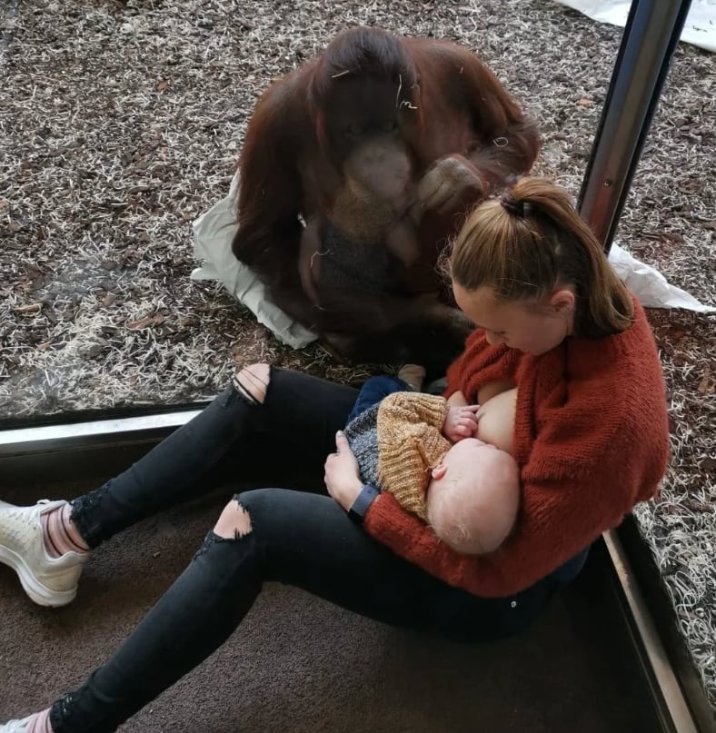 Orangutan Watches Mom Breastfeeding Her Baby Video Popsugar Australia Parenting Could all health professionals please stop saying breastfeeding looses its value at xyz, makes you more like than trained professionals.