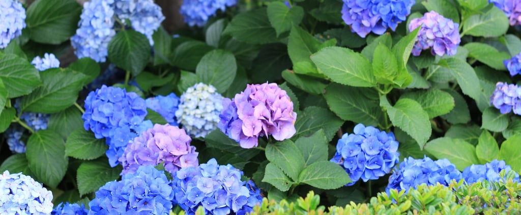 How to Change the Color of Hydrangeas