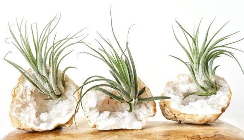 Tillandsia Air Plant and Crystal Quartz Geode