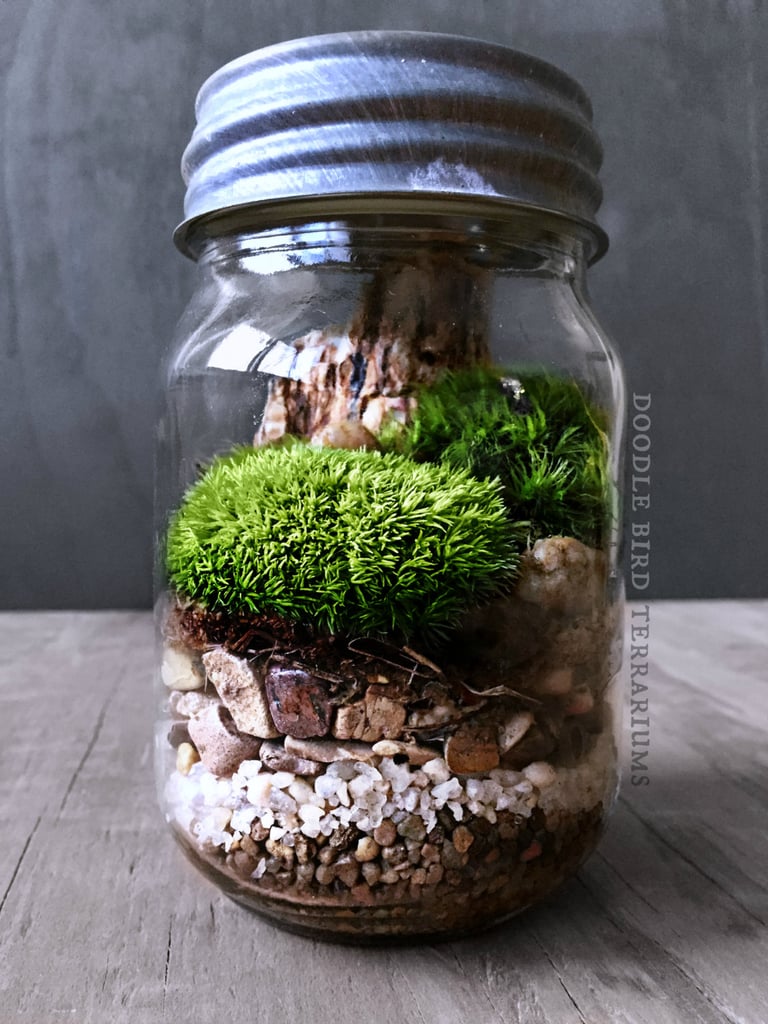 Mason Jar Terrarium