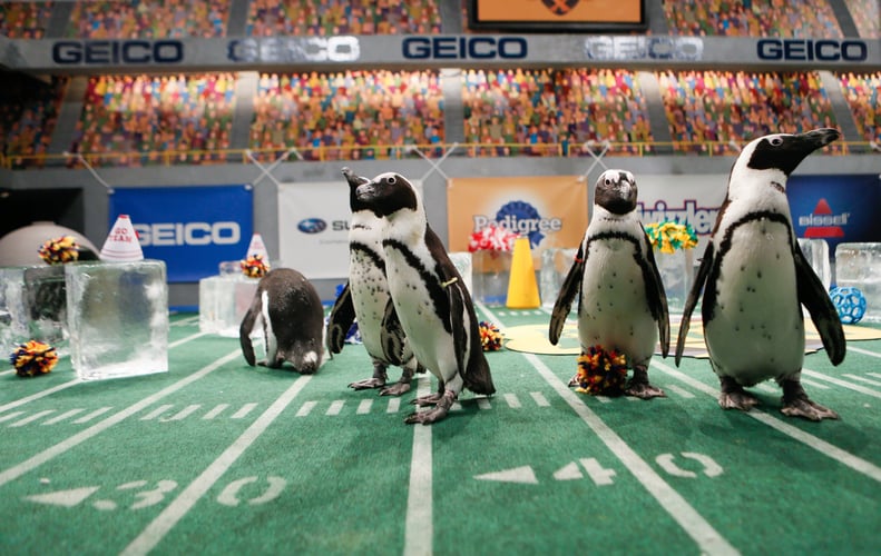 Penguin Cheerleaders!