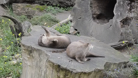 When they play with rocks to keep themselves entertained.