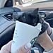 Kitten With Head in Starbucks Cup of Whipped Cream TikTok