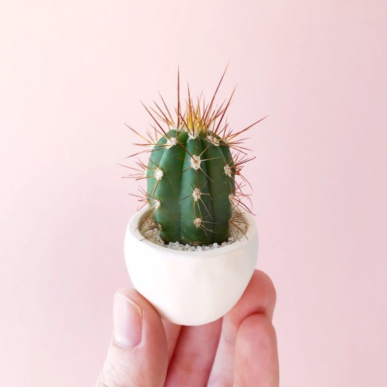 Rufus Mini Cactus and Handmade Planter