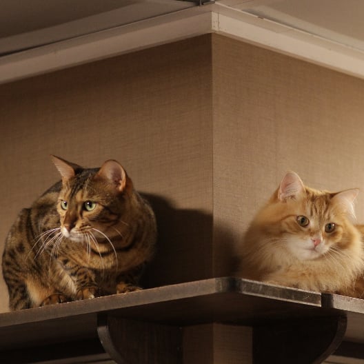 Introducing a New Cat Into the Home
