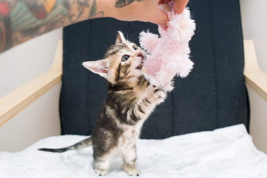 Photos of Kittens