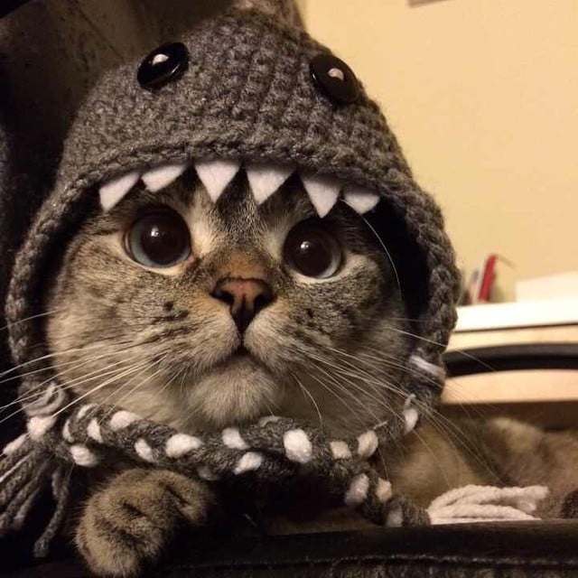 "Does this shark hat make me look intimidating?"