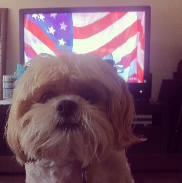 Nilla Vanilla proudly stands in front of the American flag before the game.
Source: Instagram user nillavanilla_lhasa