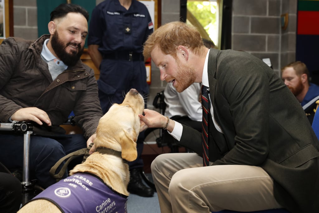 Prince Harry With Animals Pictures