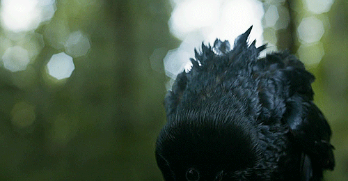 How Fast a Raven Can Fly
