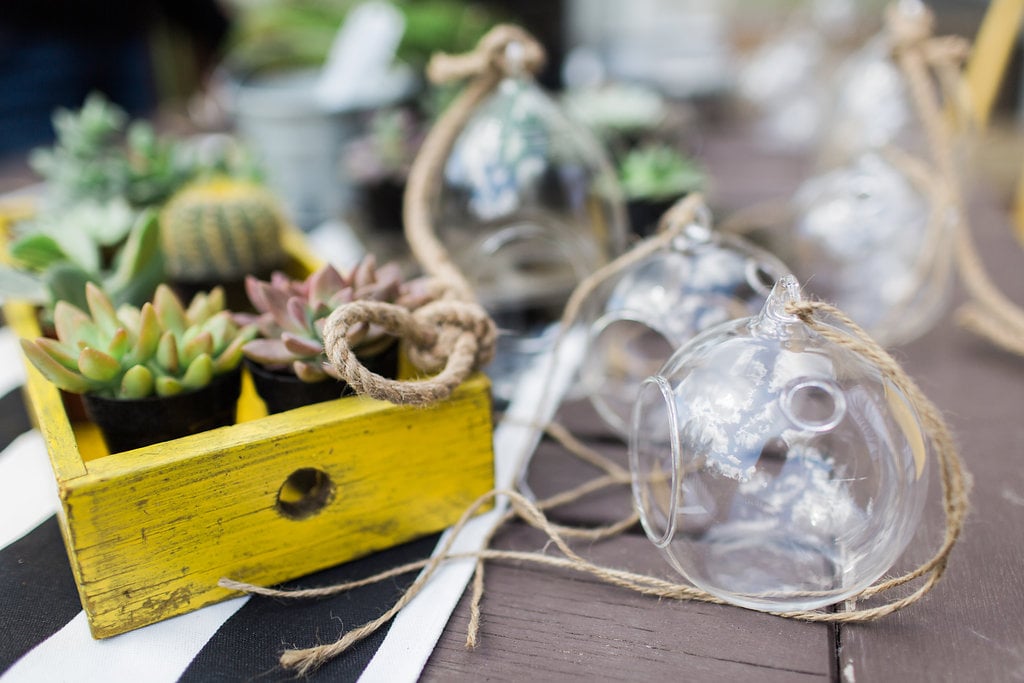 Jenny ordered a variety of cacti and succulents to fill the hanging terrariums.