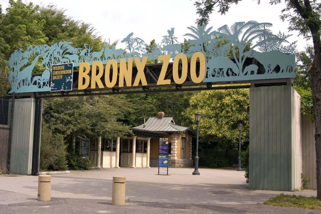 Baby The Bronx Zoo T-Shirt - Bronx Zoo Gift | Bronx zoo, T shirt, Bronx