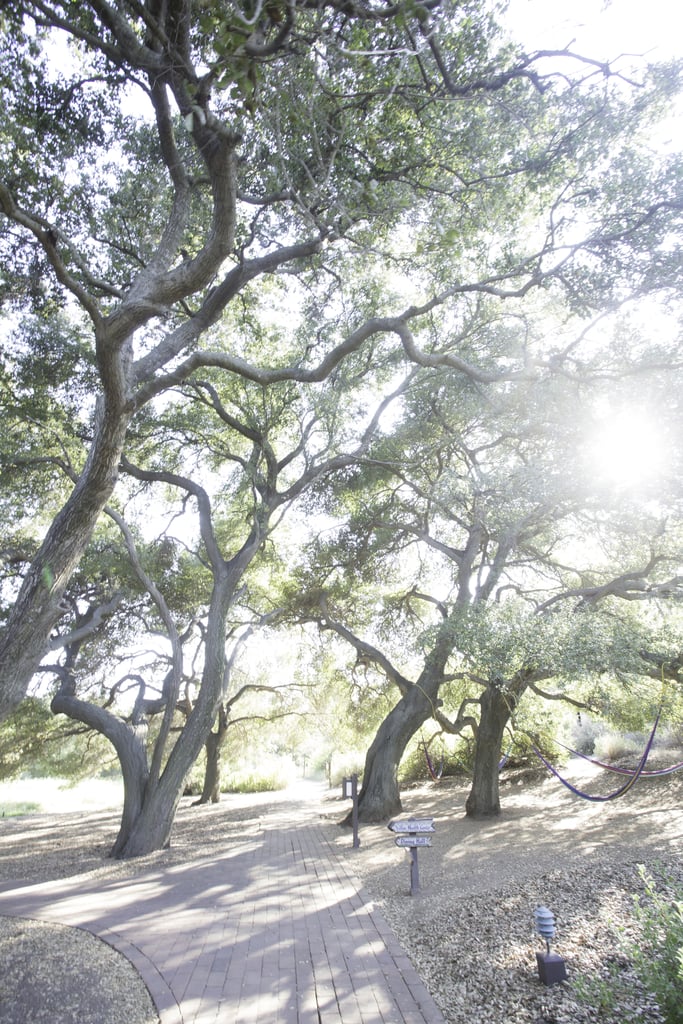 Between classes, take a walk through the oak trees.