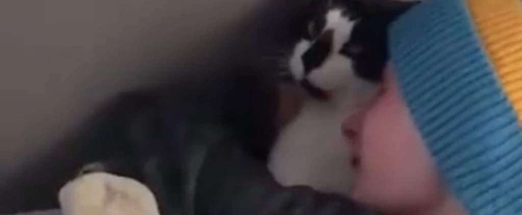 Family Finds Missing Cat Thought to Be Dead